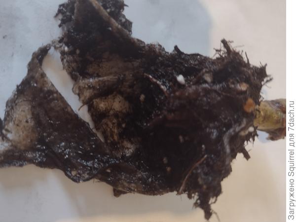 Насколько смогла. промыла корень. Не знаю, клубень это или нет. На нем пленочка какая то.