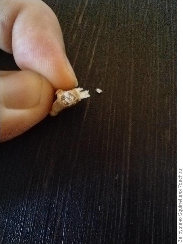 Как считаете? Живой перчик? Мелкие веточки легко обломились и были на срезе темными. Основные 2 стебля гнутся, не ломаются. Но я их не сильно пыталась переломить. На срезе такие.