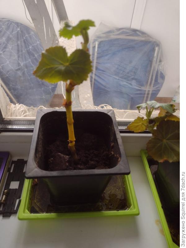 Этого малыша сегодня в грунт посадила