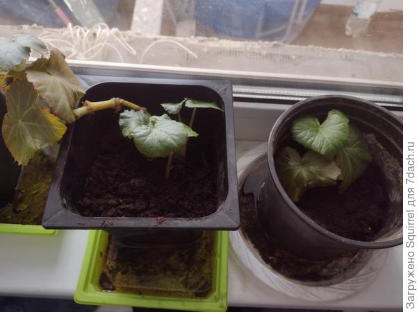 Этих деток с неделю назад