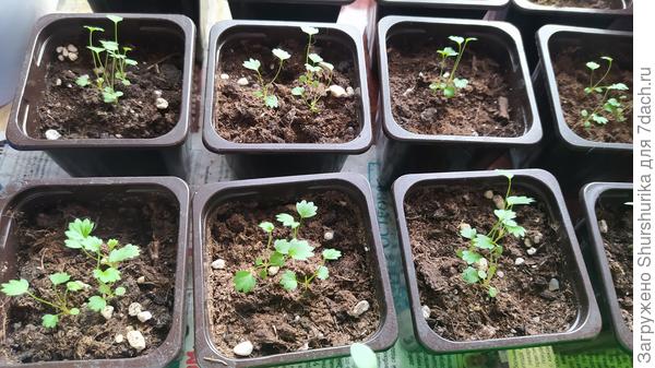 Землянике чуть больше месяца