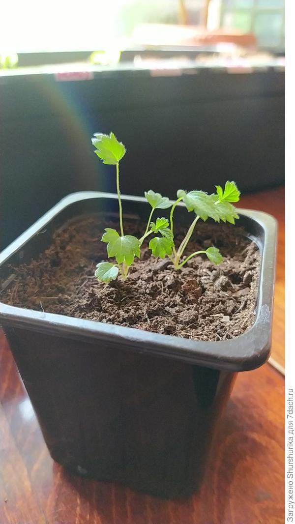 Рассада земляники