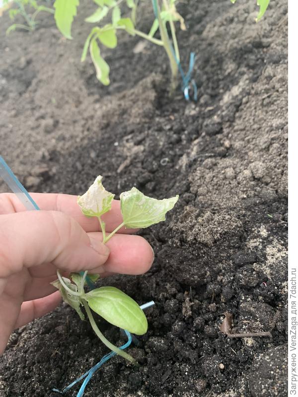 это огурец высаженный вместе с кабачком