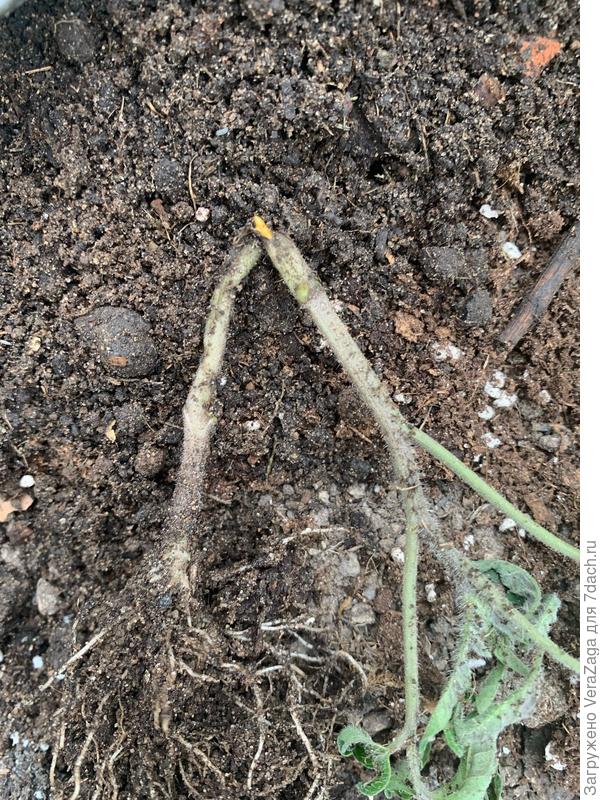 был внутри стволика. Разве это не проволочник?