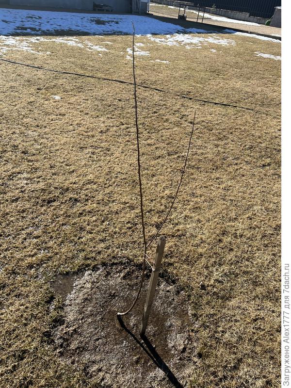 Сам саженец