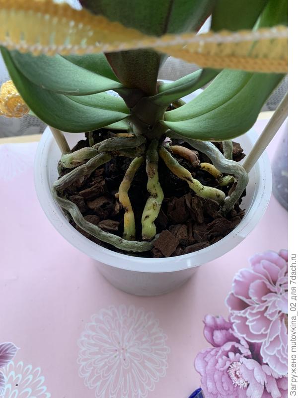 Первая орхидея