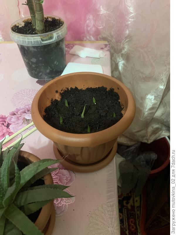 Посаженные детки