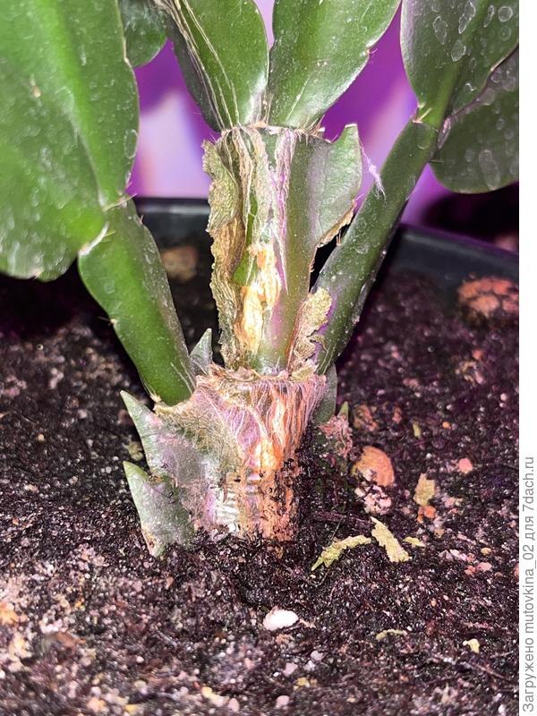 Сухой ствол