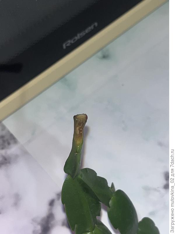 Сброшенная ветка