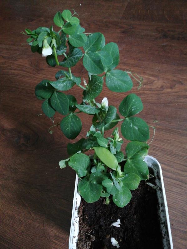 Горошек оконный малыш.