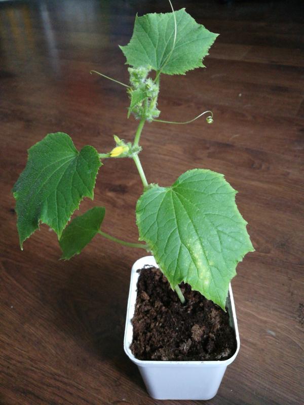 Огурец молодец.(Вязниковский 37)