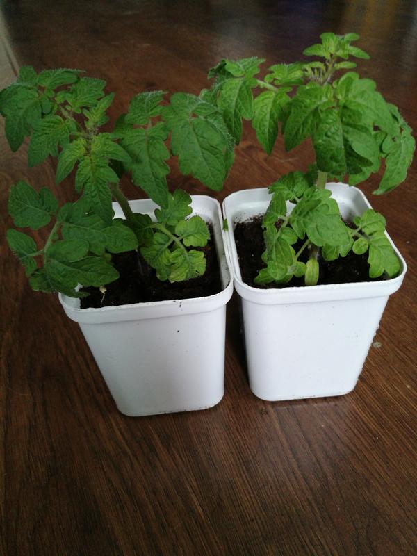 Два брата из ларца одинаковых с лица. (Помидоры малюсенький том)