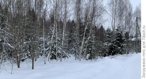Вид от границы с участком слева и немногим не доходя до столба, где заканчивается наша территория
