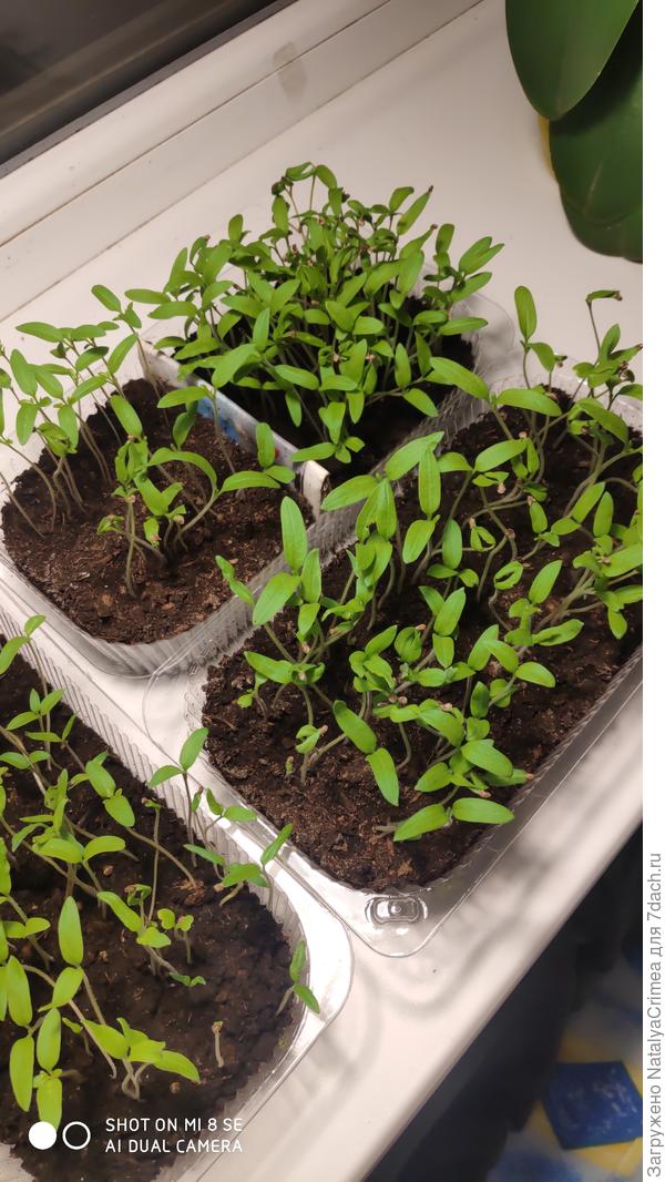 Мои помидорки)