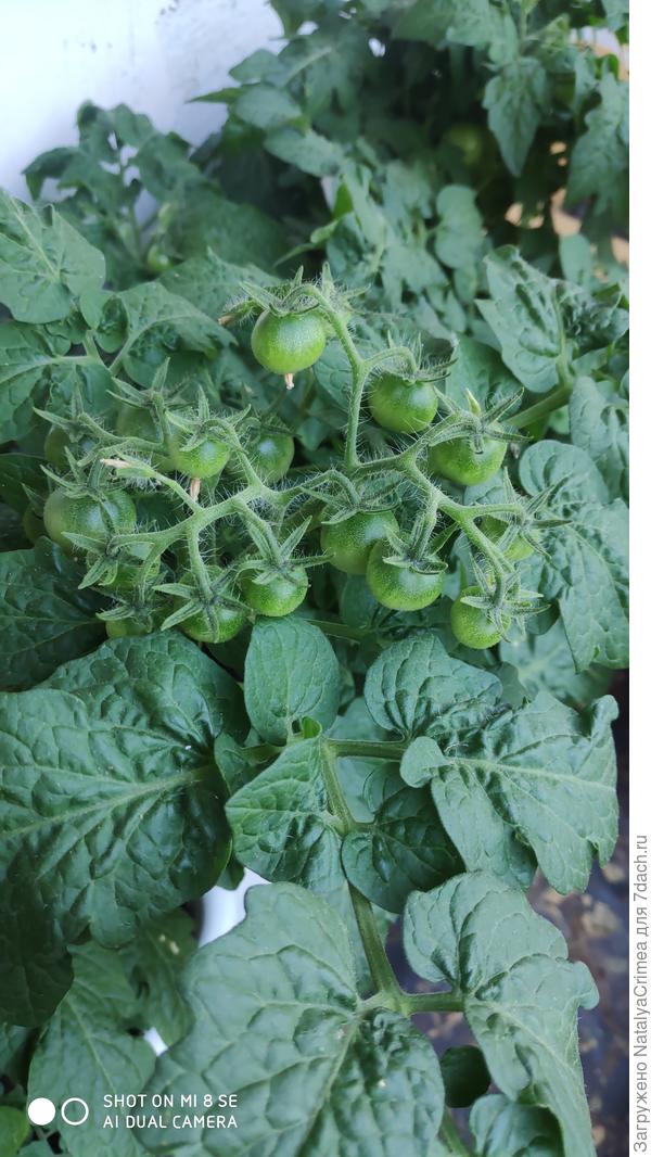 Помидорки балконные