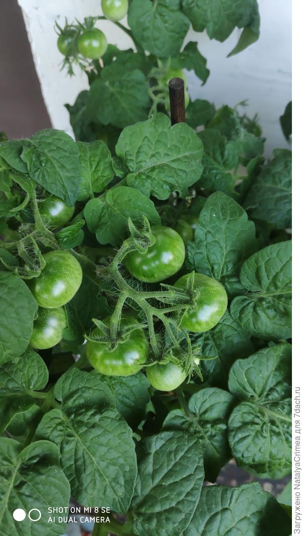 Помидорки балконные