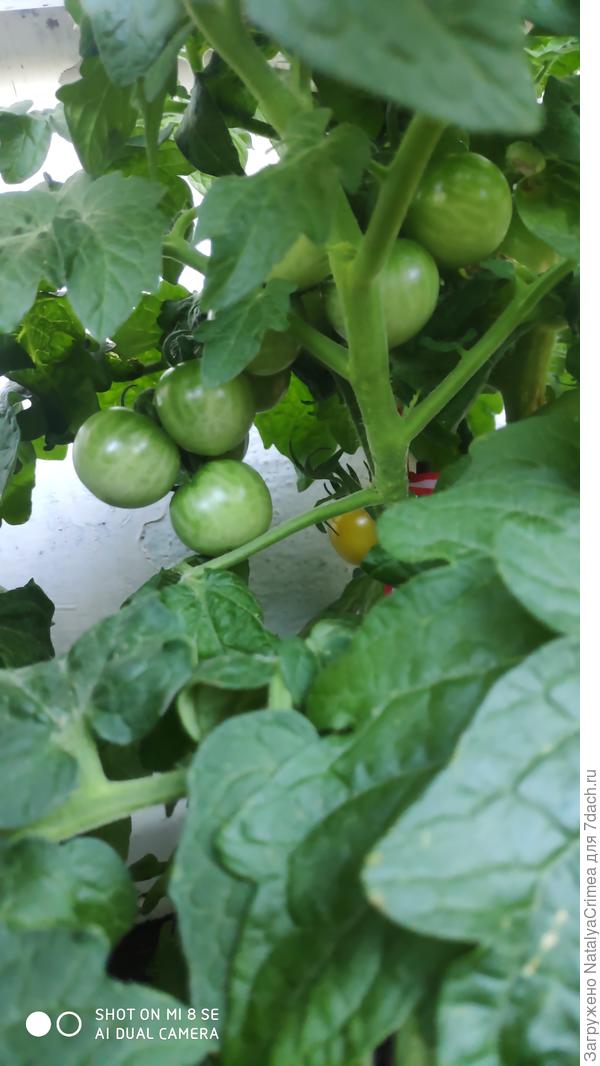 Помидорки балконные