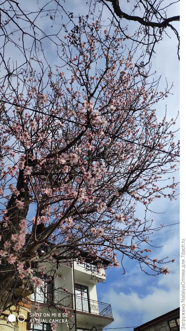 У нас в городе уже во всю цветет миндаль! Хочу поделиться с вами этой красотой и весенним настроением))