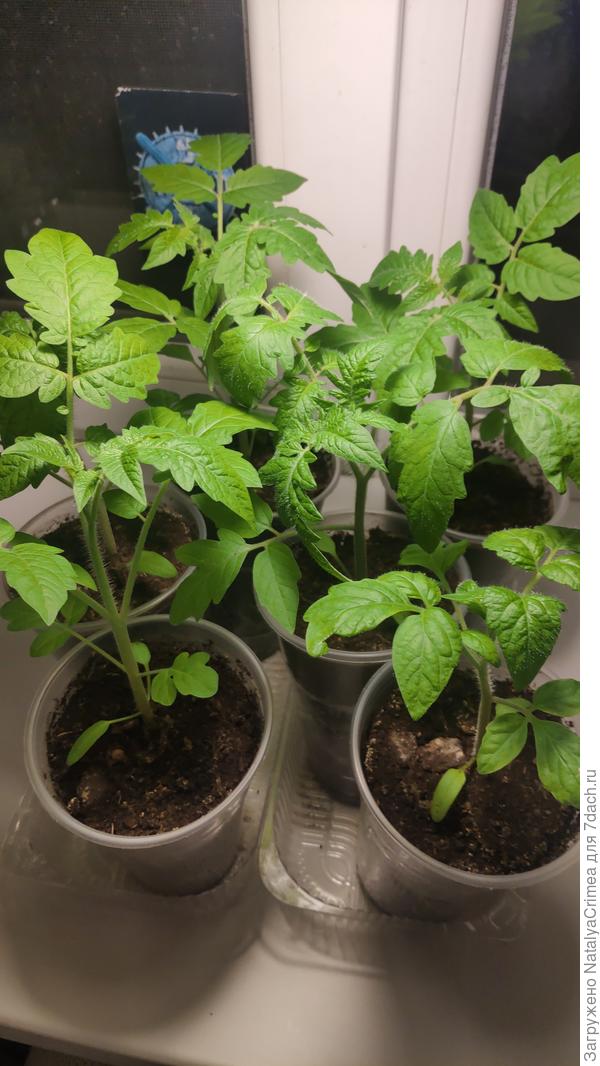 А это мои красавцы! Им уже месяц и 5 дней))