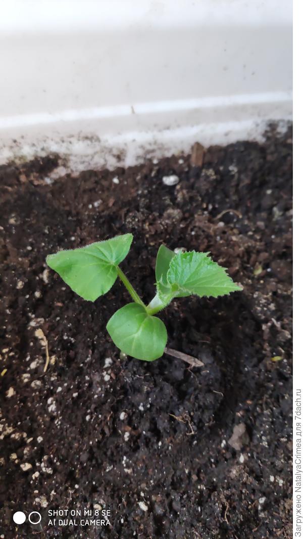 Закажи листики на огурчике