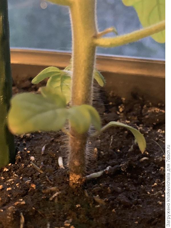 Поврежденный стебель томата3