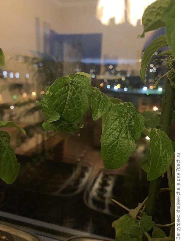 Скрученный лист томата