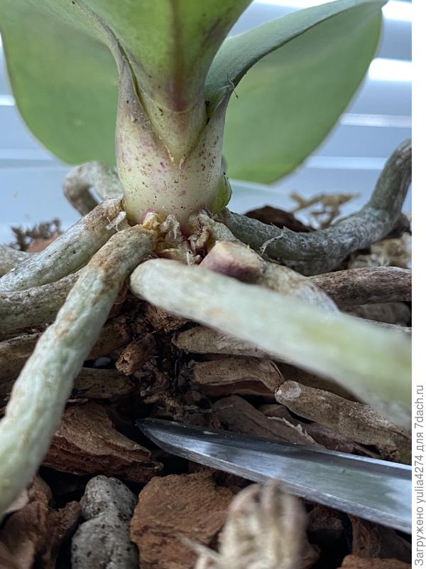 Вот она по большей части всегда такой была, обрезать ее совсем что ли получается…