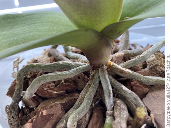 Почему гниет орхидея и как спасти корни и листья любимого комнатного цветка