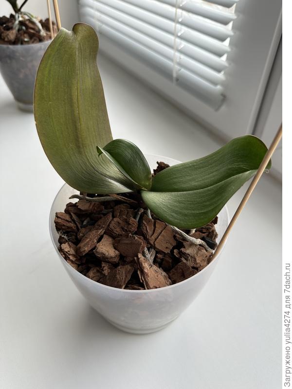 Орхидея спустя несколько месяцев обработки и пересадки, лист снова погибает