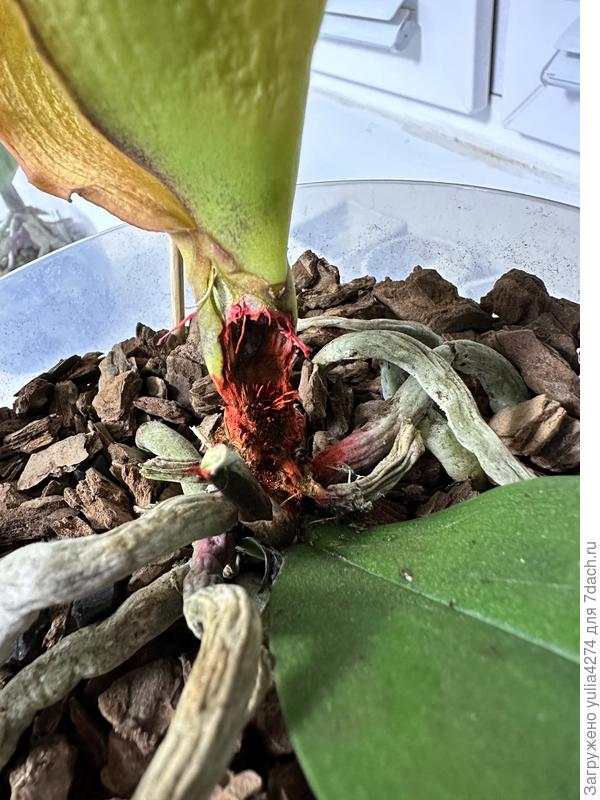 Место зачистки. Меньше было некуда, гниль очень глубоко пошла, черное место было.