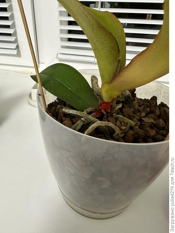 Обратная сторона