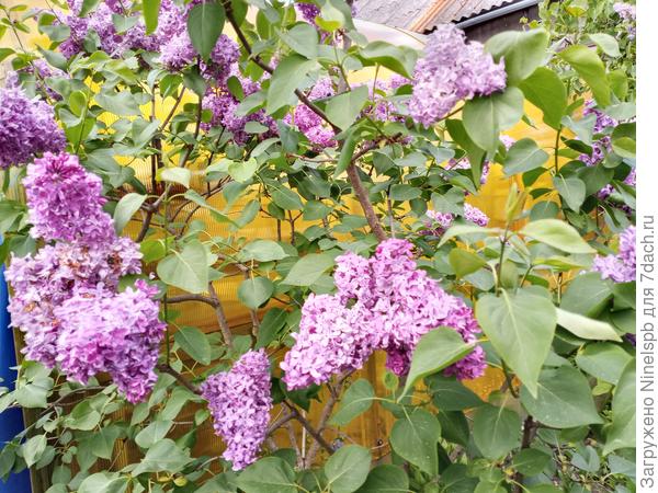 Lilac