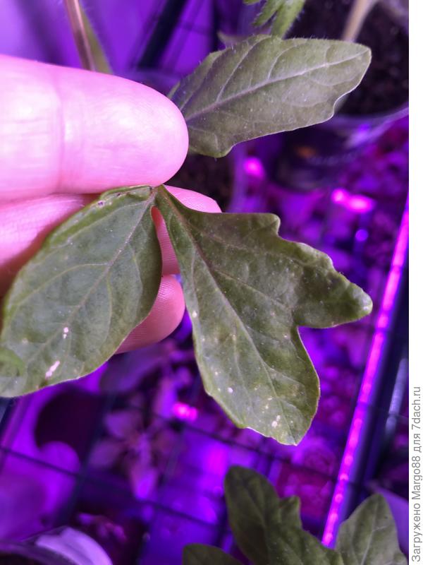 Рассада томата