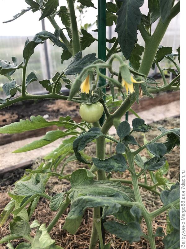 Так то помидорки уже появились