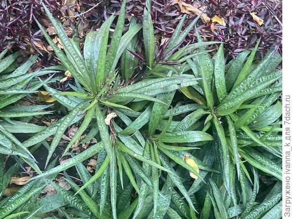 зеленое сезонное растение