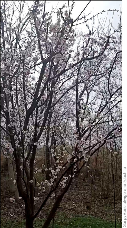 Можно увидеть, что все цветки находятся именно на маленьких веточках.