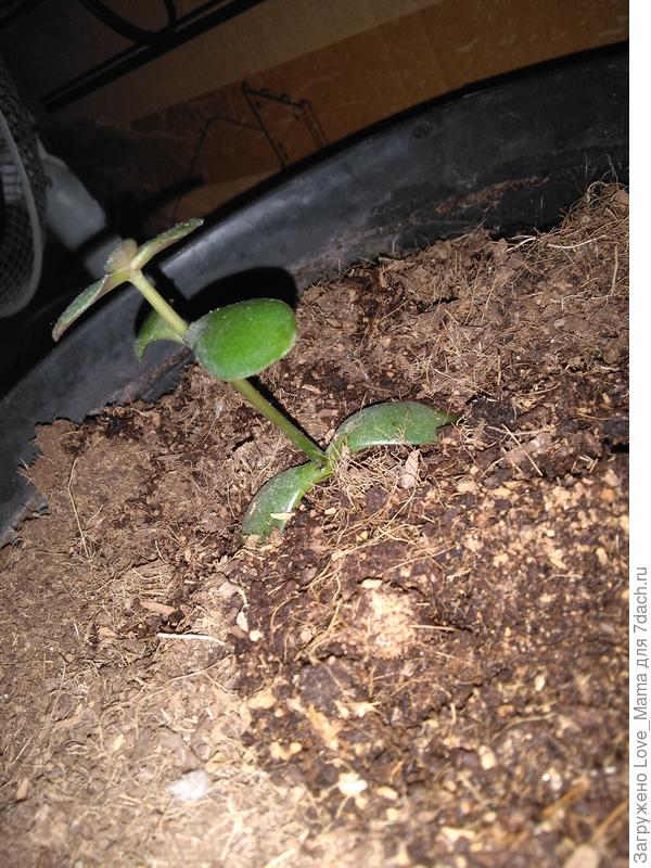 Денежное дерево