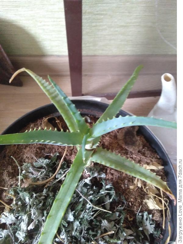 Вянет и сразу новый растет.