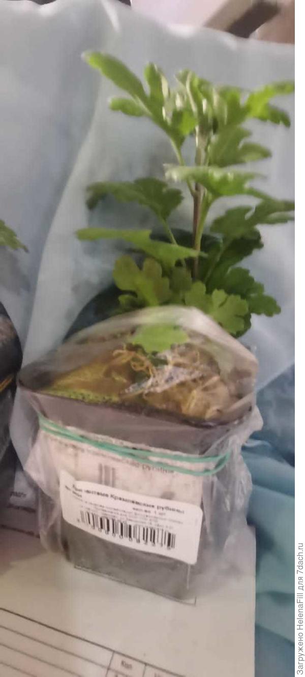 хризантема