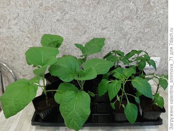 Вот так они выглядят сейчас. Боюсь загубить.