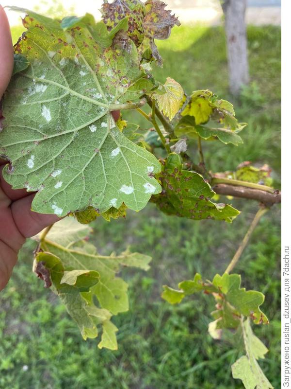 Пораженный лист винограда