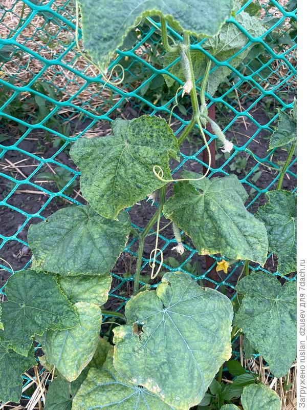 photo_4_2024-07-06_19-22-12