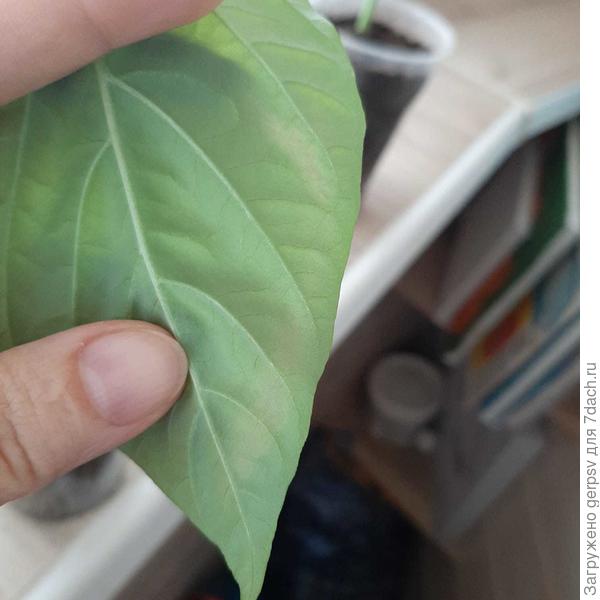 с обратной стороны