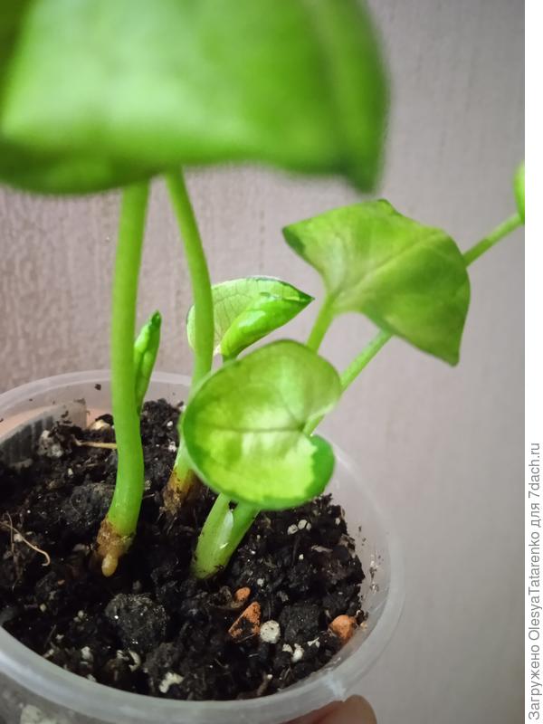 Прошу помощи в определении сорта, покупался под именем Berry. сингониума