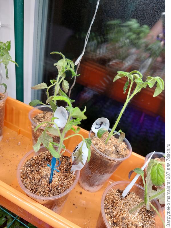 Новая рассада