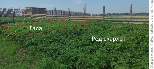 Ред скарлет