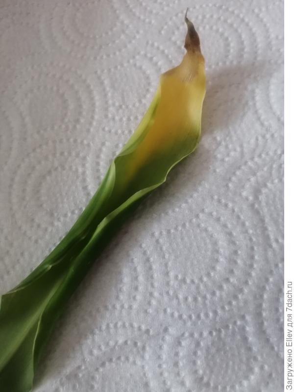 Лист драцены