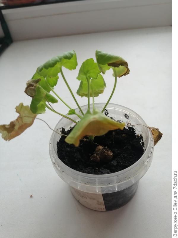 Пеларгония