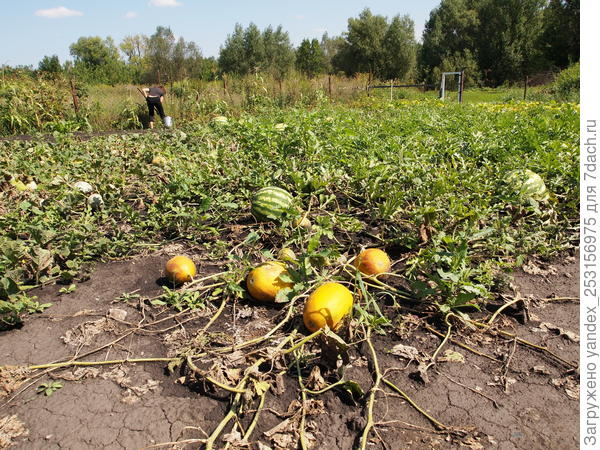 Дыни, раз в 5 лет, вырастают до нормальных размеров, но на вкус - трава травой.