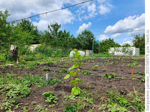 Дорос до проволоки